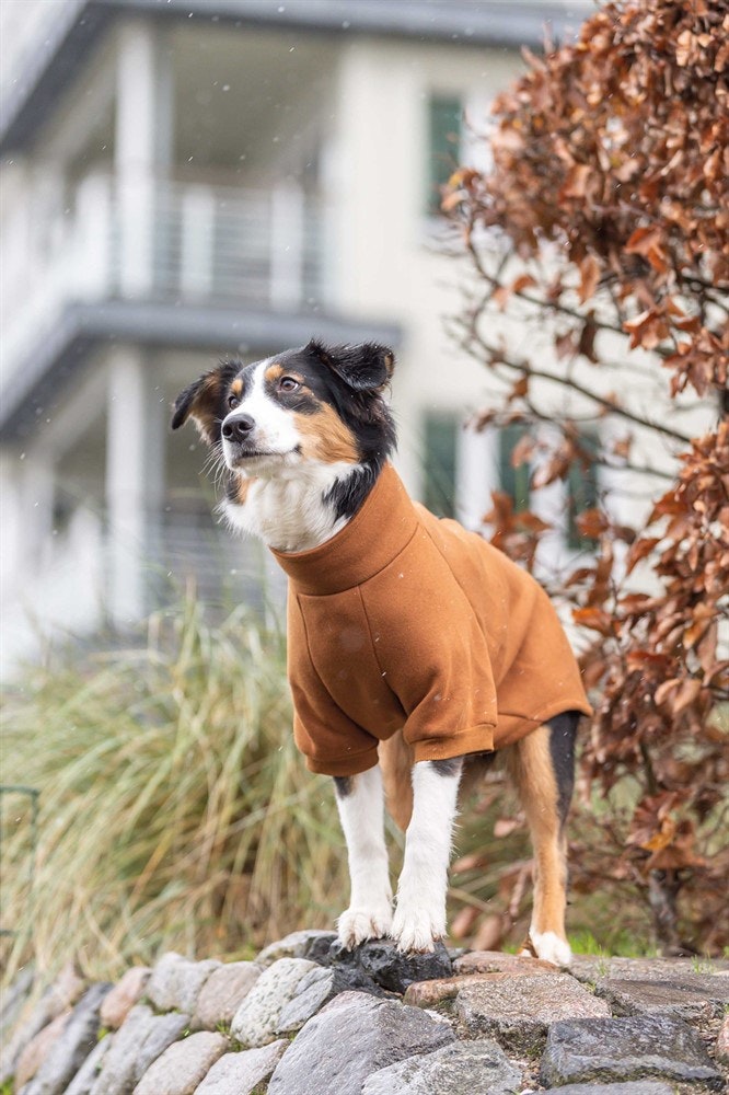 CityStyle Amsterdam Sweatshirt Hund Rostbrun - Flera storlekar