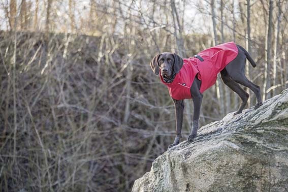 Vimy Regntäcke Hund Röd - Flera storlekar