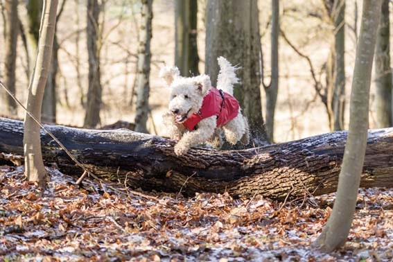 Vimy Regntäcke Hund Röd - Flera storlekar