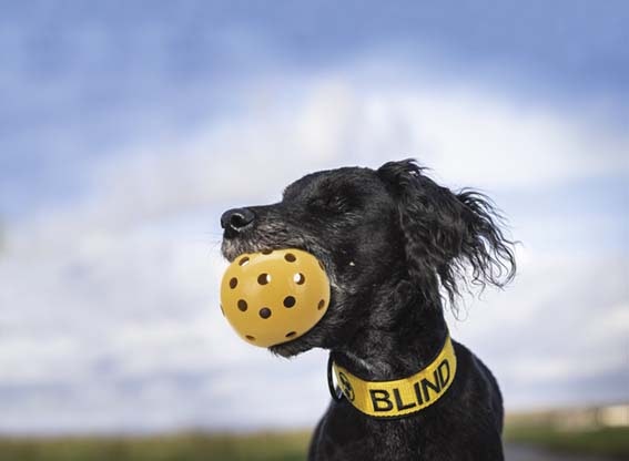 Hundboll med hål och bjällra - 7 cm