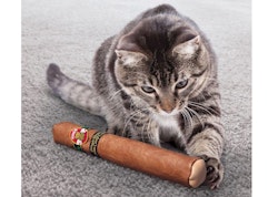 Kong Better Buzz Cigar
