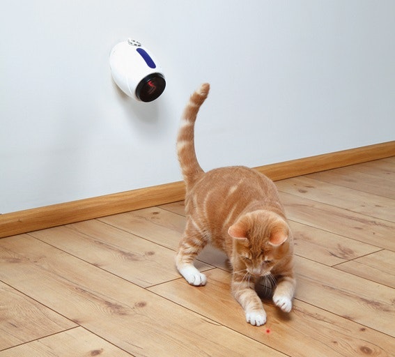 En orange katt som leker med en automatisk laserpekare.