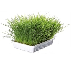 Kattgräs - mjukt och vitaminberikat med odlingslåda - 100 g