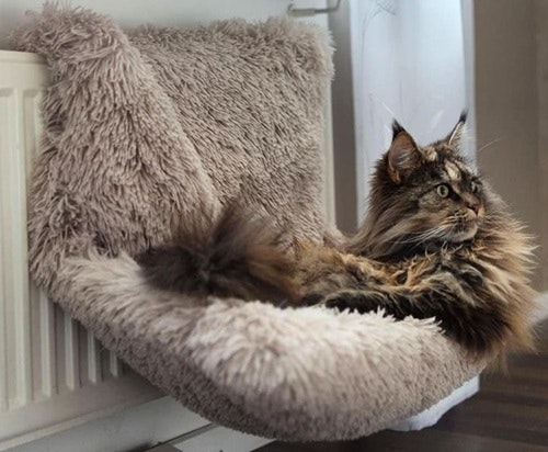 Den beiga elementsängen Shaggy med en liten katt som myser.