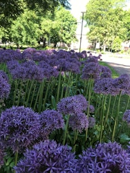 Alium 'Globemaster'