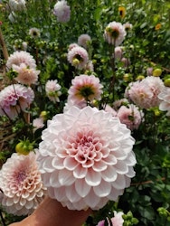 Dahlia Sweet Natalie