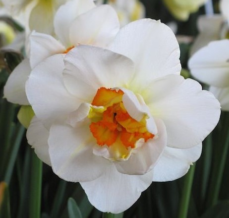 Narciss 'Flowerdrift'