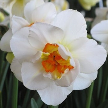 Narciss 'Flowerdrift'