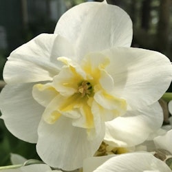 Narciss 'Lemon Beauty'