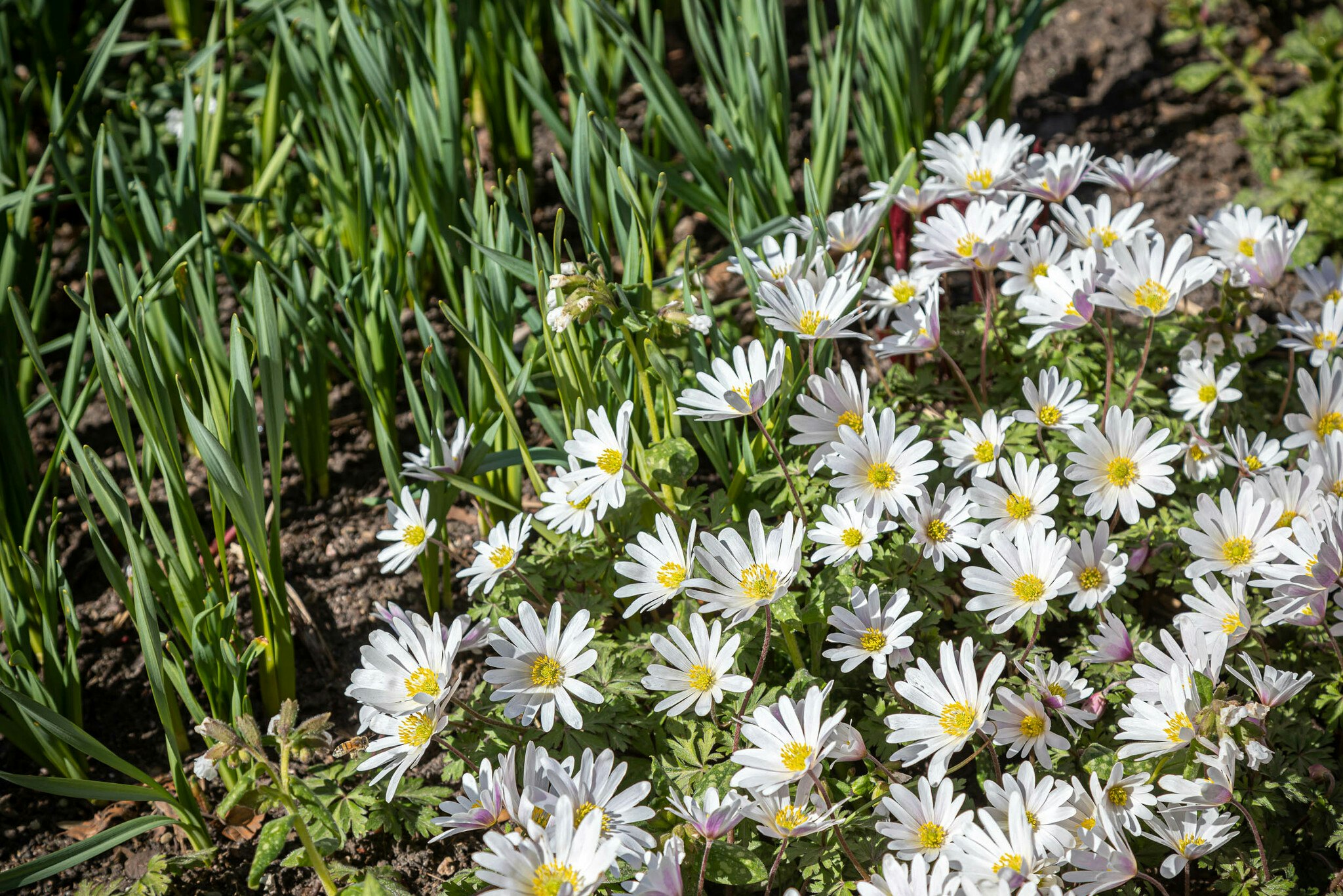 Balkansippa 'White splendor'