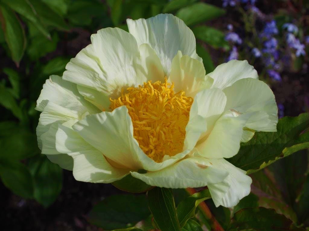 Pion 'Roy Pehrson´s Best Yellow'