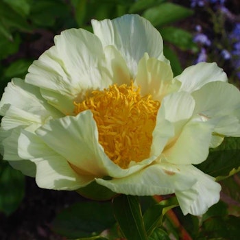 Pion 'Roy Pehrson´s Best Yellow'