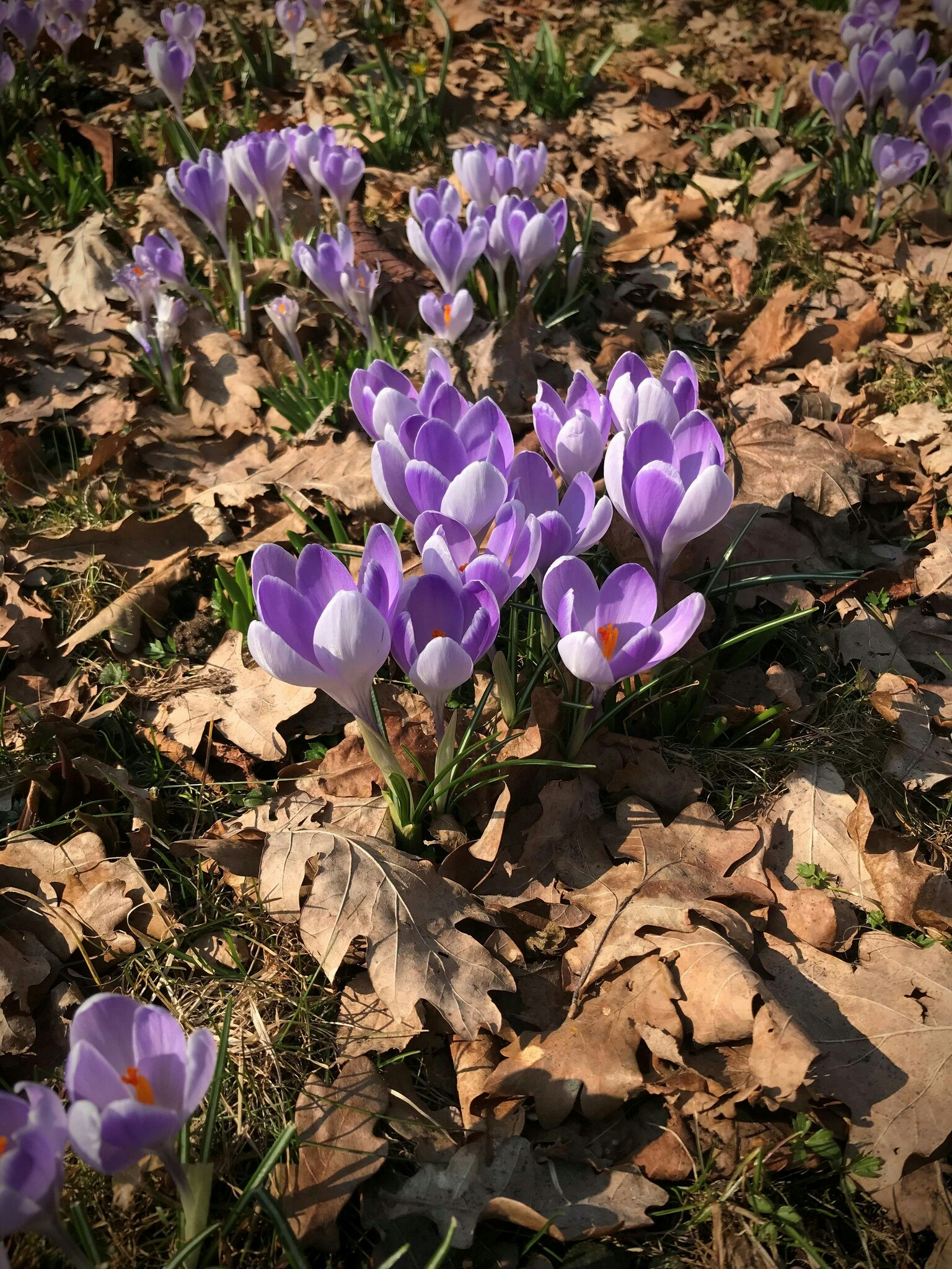 Vanguard Krokus