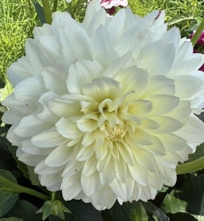 Dahlia Fleurel
