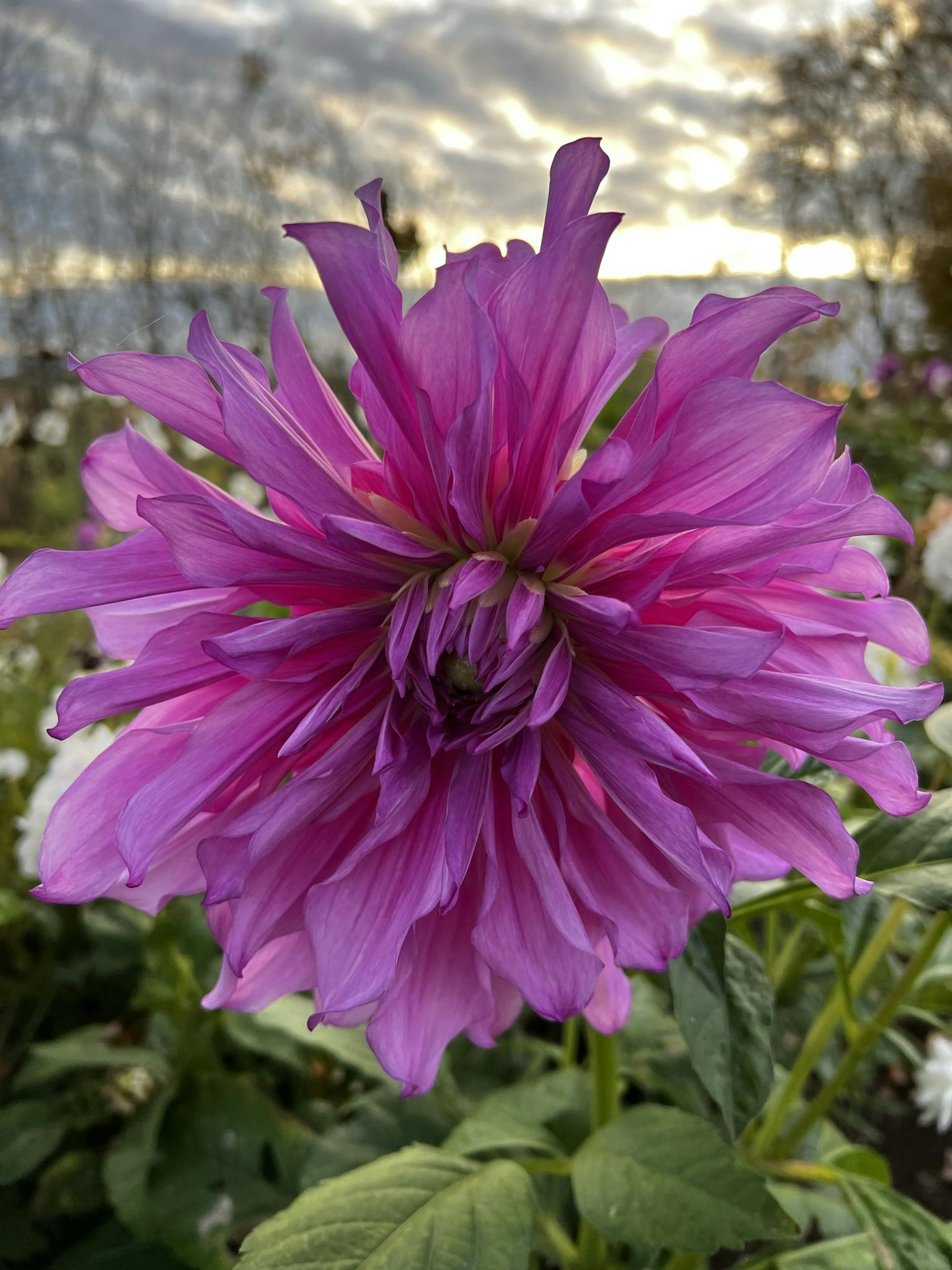 Dahlia Purple Taiheijo