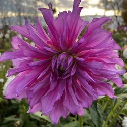 Dahlia Purple Taiheijo