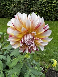 Dahlia Caribbean Fantasy
