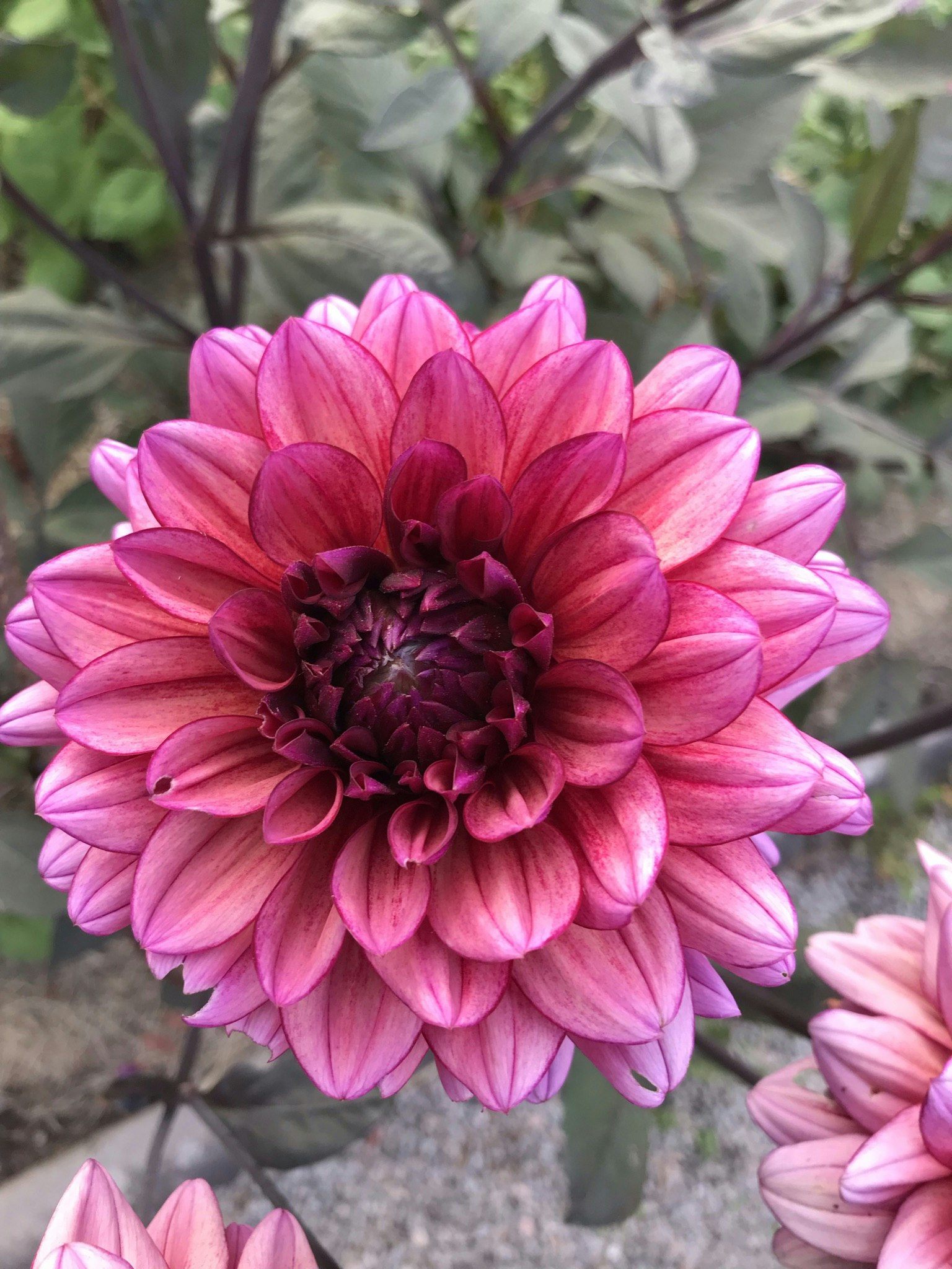 Dahlia Bacardi