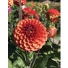 Dahlia Brown Suger