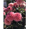 Dahlia Doris Duke