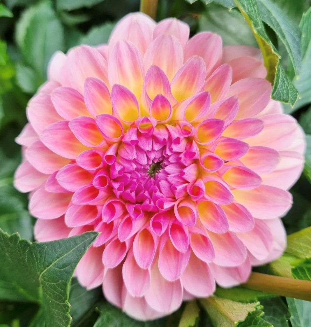 Dahlia Esli