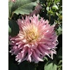 Dahlia Hollyhill Cotton Candy