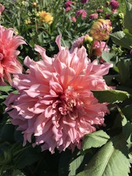 Dahlia Islander