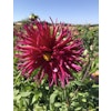 Dahlia Urchin