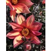 Dahlia Waltzing Matilda