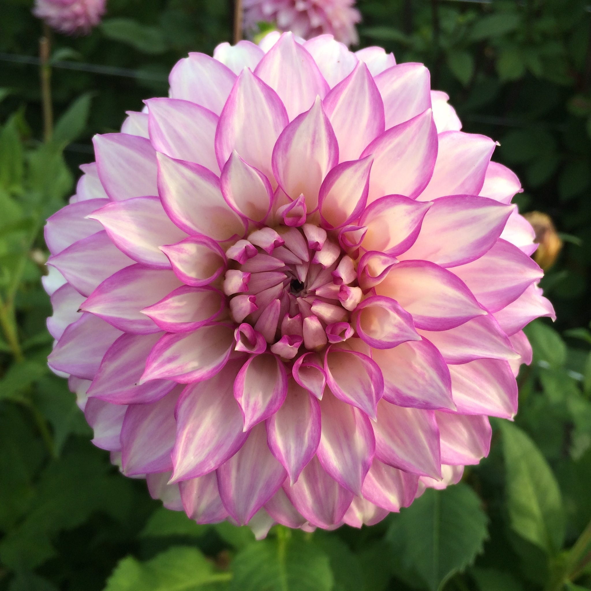 Dahlia Clearview  Debby