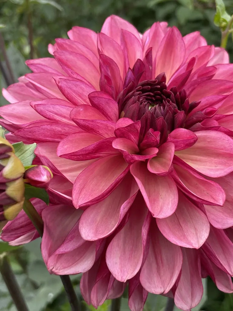 Dahlia Bacardi