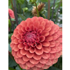 Dahlia Brown Suger