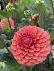 Dahlia Brown Suger