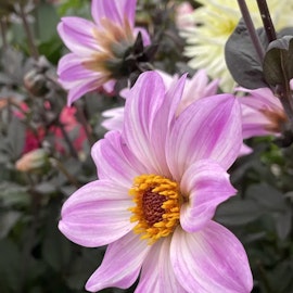 Dahlia Bishop of Leicester
