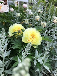 Itoh-pion 'Bartzella'