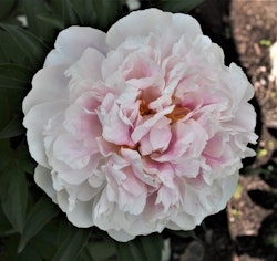 Pion 'Serene Pastel'