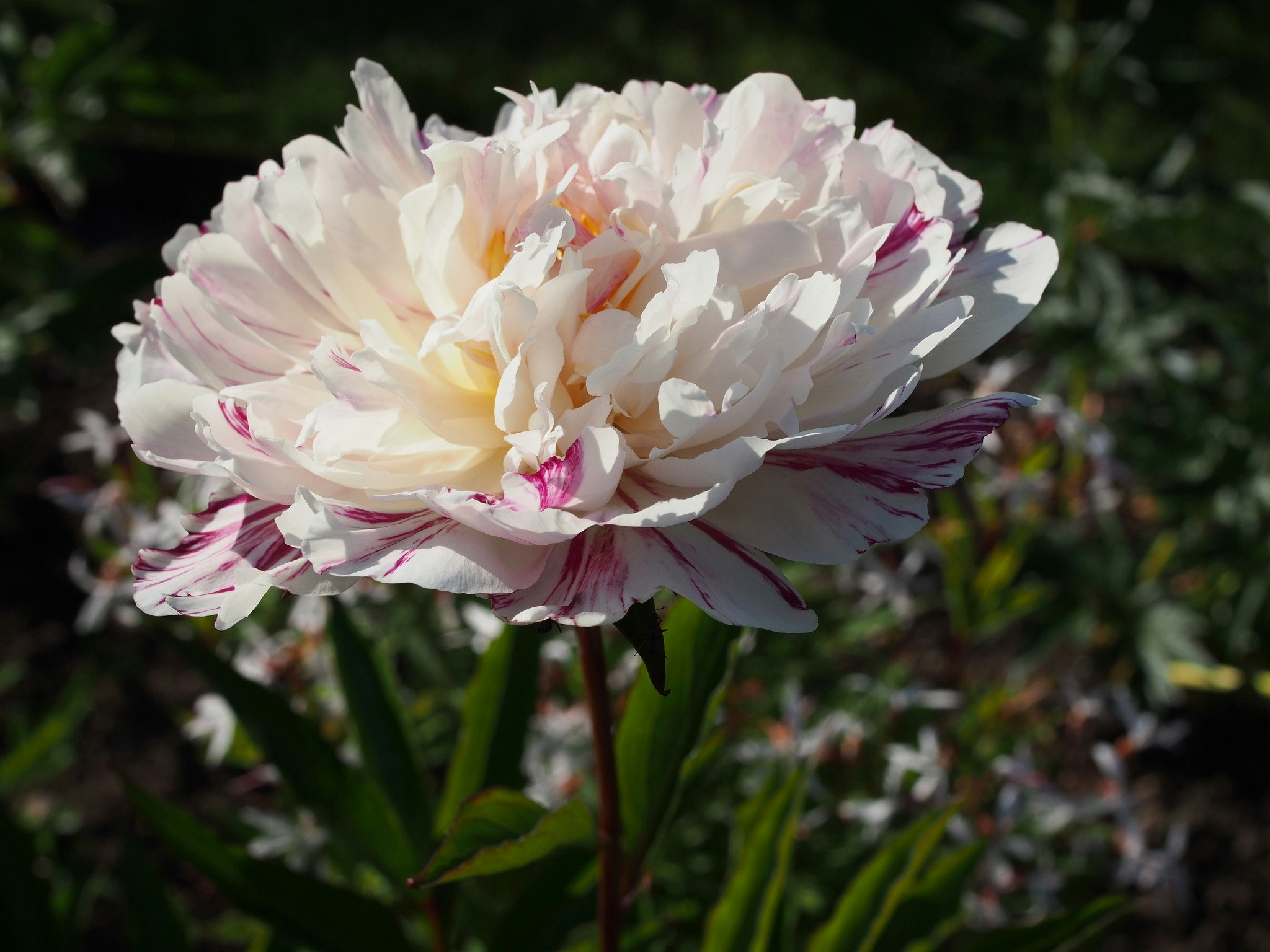 Pion 'Candy Stripe'