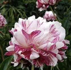 Pion 'Candy Stripe'