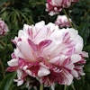 Pion 'Candy Stripe'