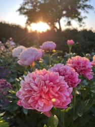 Pion 'Lorelei'