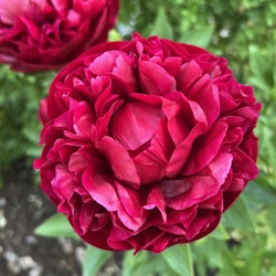 Pion 'Henry Bockstoce'