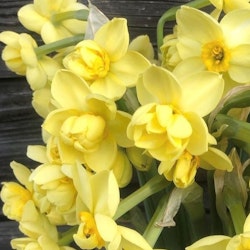Yellow cheerfulness Narciss