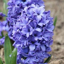 Delfts blue Hyacint