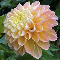 Dahlia Honey Dew