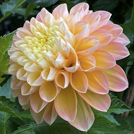 Dahlia Honey Dew