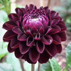 Dahlia Jowey Mirella