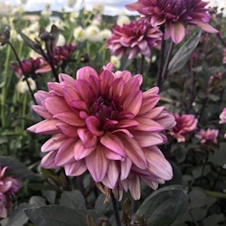 Dahlia Night silence maxköp 2 per kund