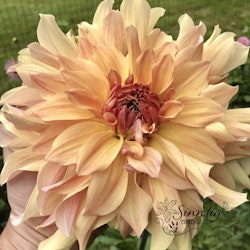 Dahlia Big Brother