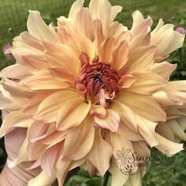 Dahlia Big Brother