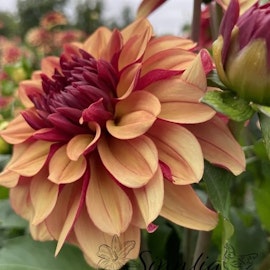 Dahlia Creme de Cognac